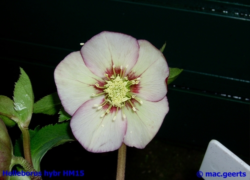 helleborus hybr